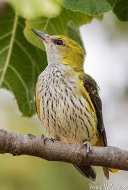 Attēlu rezultāti vaicājumam “Oriolus oriolus female”