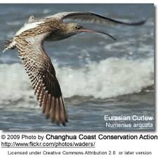 Attēlu rezultāti vaicājumam “Numenius arquata adult”