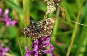 Attēlu rezultāti vaicājumam “Carcharodus floccifera”