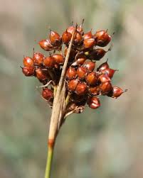 Attēlu rezultāti vaicājumam “Juncus bufonius fruit”