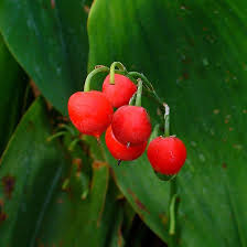 Attēlu rezultāti vaicājumam “Convallaria majalis leaf”