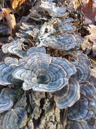 Attēlu rezultāti vaicājumam “Trametes versicolor”