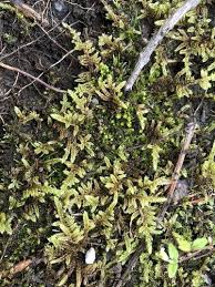 Attēlu rezultāti vaicājumam “Ptilium crista-castrensis sporophyte”