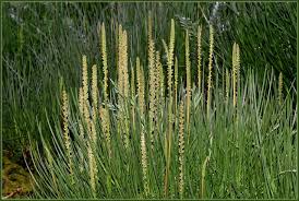 Attēlu rezultāti vaicājumam “Triglochin maritimum flower”