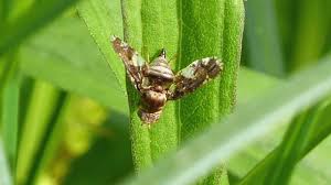 Attēlu rezultāti vaicājumam “Euura pedunculi”