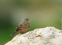 Image result for Emberiza caesia