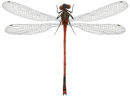 Attēlu rezultāti vaicājumam “Pyrrhosoma nymphula”