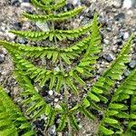 Attēlu rezultāti vaicājumam “Gymnocarpium robertianum”