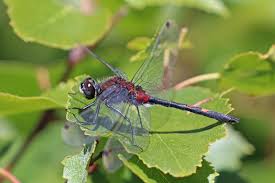 Attēlu rezultāti vaicājumam “Leucorrhinia dubia”