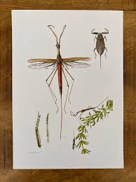 Attēlu rezultāti vaicājumam “Ranatra linearis”