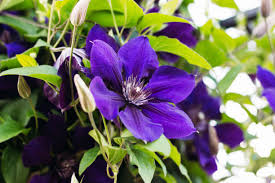 Attēlu rezultāti vaicājumam “Clematis leaf”
