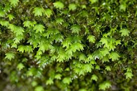 Attēlu rezultāti vaicājumam “Fissidens bryoides sporophyte”