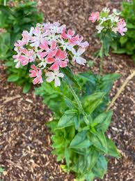 Image result for Lychnis chalcedonica `Dusky Salmon`