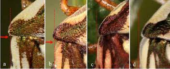 Attēlu rezultāti vaicājumam “Carpocoris sp. nymph”