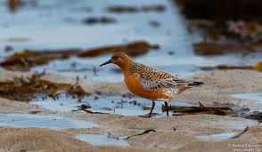 Attēlu rezultāti vaicājumam “Calidris canutus adult”