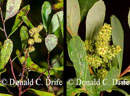 Attēlu rezultāti vaicājumam “Myrica gale bud”