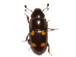 Attēlu rezultāti vaicājumam “Glischrochilus grandis”