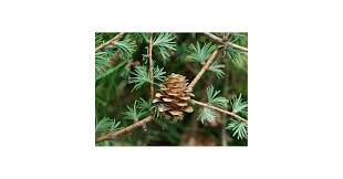 Attēlu rezultāti vaicājumam “Larix kaempferi fruit”