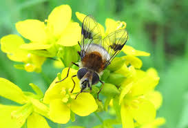 Attēlu rezultāti vaicājumam “Leucozona lucorum”
