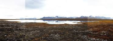 Attēlu rezultāti vaicājumam “Warnstorfia exannulata”