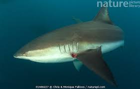 Image result for Carcharhinus obscurus