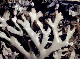 Attēlu rezultāti vaicājumam “Hypogymnia vittata”