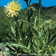 Attēlu rezultāti vaicājumam “Hieracium”