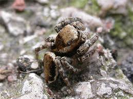 Attēlu rezultāti vaicājumam “Evarcha falcata female”
