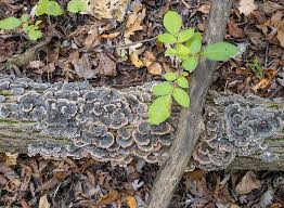 Attēlu rezultāti vaicājumam “Brefeldia maxima young”