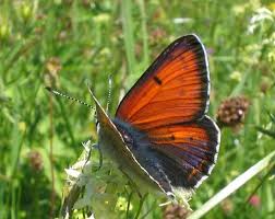 Attēlu rezultāti vaicājumam “Lycaena hippothoe underside”
