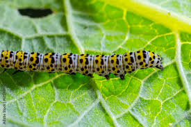 Attēlu rezultāti vaicājumam “Cucullia lucifuga larva”