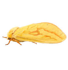 Attēlu rezultāti vaicājumam “Colostygia pectinataria female”