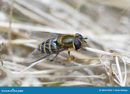 Attēlu rezultāti vaicājumam “Syrphus torvus”