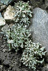 Attēlu rezultāti vaicājumam “Chaenotheca laevigata”