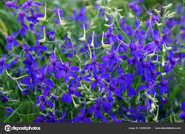 Attēlu rezultāti vaicājumam “Consolida regalis flower”