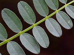 Attēlu rezultāti vaicājumam “Astragalus arenarius leaf”