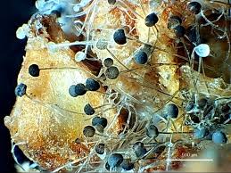 Attēlu rezultāti vaicājumam “Craterium minutum cf. var. brunneum stalked”