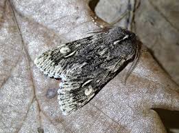 Attēlu rezultāti vaicājumam “Brachionycha nubeculosa”