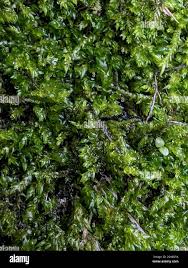 Attēlu rezultāti vaicājumam “Pseudotaxiphyllum elegans macro”