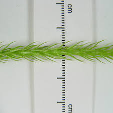 Attēlu rezultāti vaicājumam “Lycogala asperum”