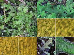 Attēlu rezultāti vaicājumam “Harpanthus flotovianus cells”