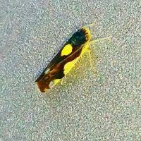 Attēlu rezultāti vaicājumam “Eupteryx vittata”