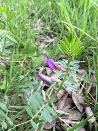 Attēlu rezultāti vaicājumam “Vicia cracca bud”