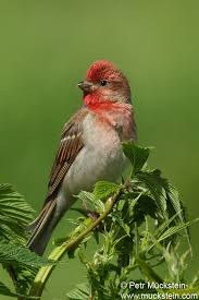 Attēlu rezultāti vaicājumam “Carpodacus erythrinus adult”