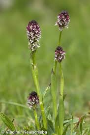 Attēlu rezultāti vaicājumam “Orchis ustulata”
