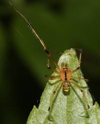 Attēlu rezultāti vaicājumam “Theridiidae”
