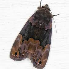 Attēlu rezultāti vaicājumam “Dianema depressum”