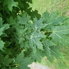 Attēlu rezultāti vaicājumam “Sawadaea tulasnei”