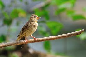 Image result for Petronia petronia