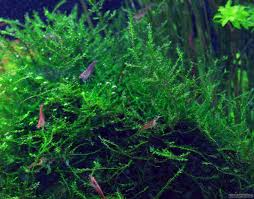 Attēlu rezultāti vaicājumam “Leptodictyum riparium”